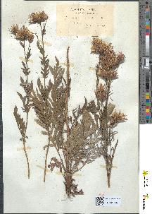 spécimen de Serratula tinctoria