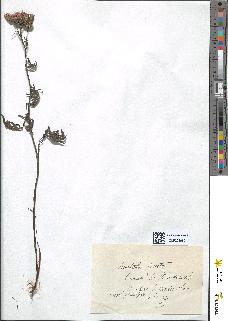spécimen de Serratula tinctoria