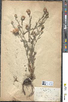 spécimen de Centaurea amara
