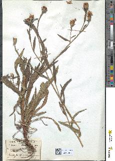 spécimen de Centaurea amara