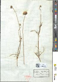 spécimen de Scabiosa columbaria