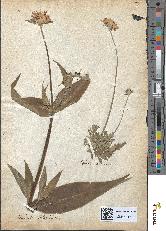 spécimen de Scabiosa arvensis
