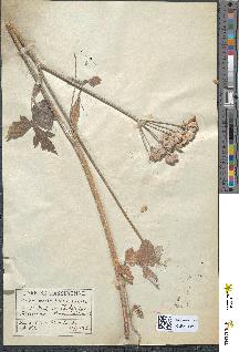 spécimen de Heracleum sphondylium