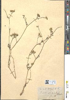 spécimen de Caucalis leptophylla