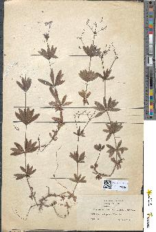 spécimen de Asperula laevigata