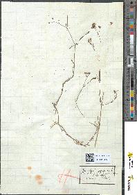 spécimen de Asperula cynanchica