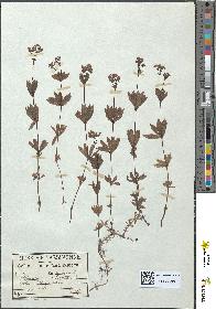 spécimen de Asperula odorata
