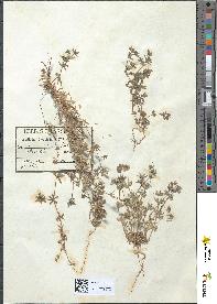 spécimen de Sherardia arvensis