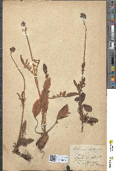 spécimen de Valeriana tuberosa