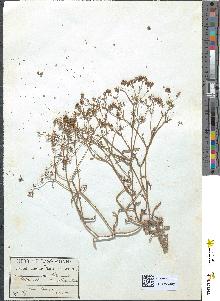 spécimen de Valerianella auricula