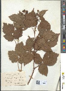 spécimen de Rubus cimbricus