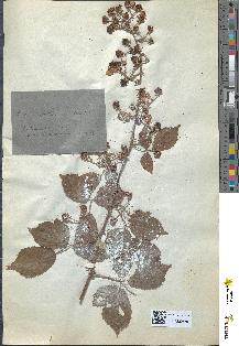 spécimen de Rubus rusticanus