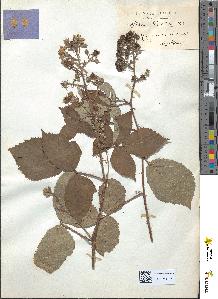 spécimen de Rubus radula