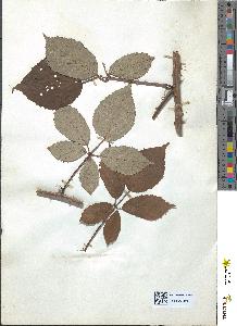 spécimen de Rubus radula
