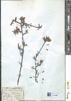 spécimen de Prunus spinosa