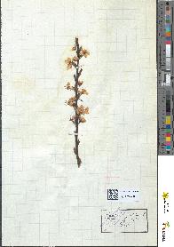 spécimen de Prunus insititia