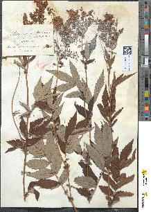 spécimen de Spiraea ulmaria