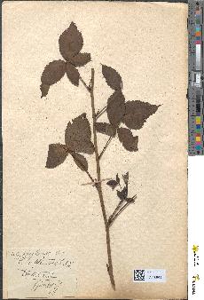 spécimen de Rubus plicatus