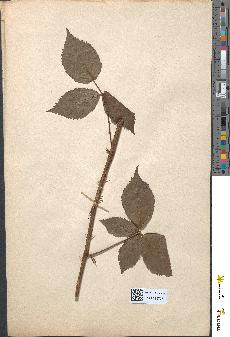 spécimen de Rubus plicatus