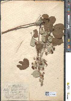 spécimen de Rubus ulmifolius