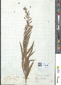 spécimen de Epilobium spicatum