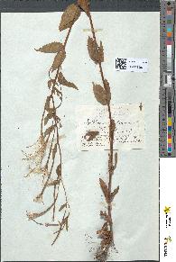 spécimen de Epilobium montanum