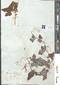spécimen de Bryonia dioica