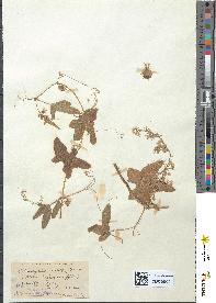 spécimen de Echinocystis lobata
