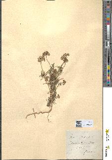 spécimen de Ammi majus