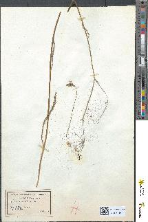 spécimen de Carum verticillatum