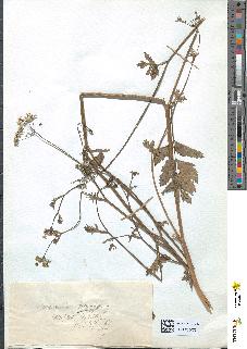 spécimen de Pimpinella magna