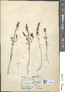 spécimen de Odontites lutea