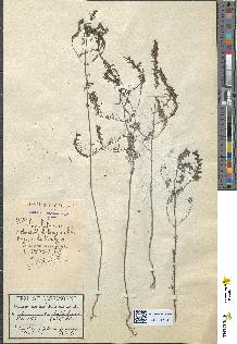 spécimen de Odontites lutea