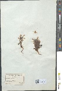 spécimen de Pedicularis sylvatica