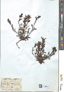spécimen de Pedicularis sylvatica