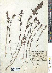 spécimen de Rhinanthus minor