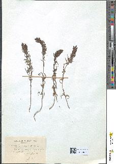 spécimen de Melampyrum arvense