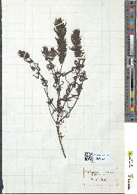 spécimen de Melampyrum arvense