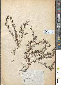 spécimen de Veronica triphyllos