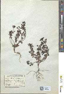 spécimen de Veronica triphyllos