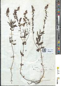 spécimen de Veronica teucrium
