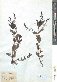 spécimen de Veronica anagallis