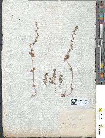 spécimen de Veronica arvensis