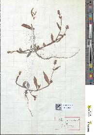 spécimen de Polygonum persicaria