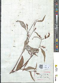 spécimen de Polygonum lapathifolium
