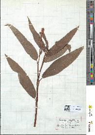 spécimen de Polygonum amphibium