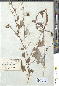 spécimen de Polygonum convolvulus