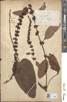 spécimen de Rumex obtusifolius