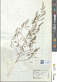 spécimen de Asparagus officinalis