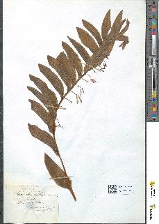 spécimen de Polygonatum multiflorum